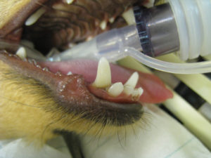 Kuva 3. Chilin suu ennen hampaiden puhdistusta. © Anne Kemppainen